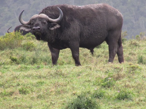 South Africa buffalo
